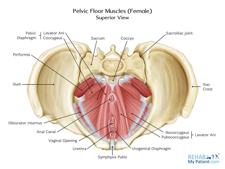 Pelvic Floor Muscles - Surrey Physio