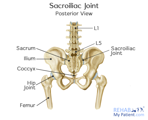 Diagram showing the sacroiliac joint